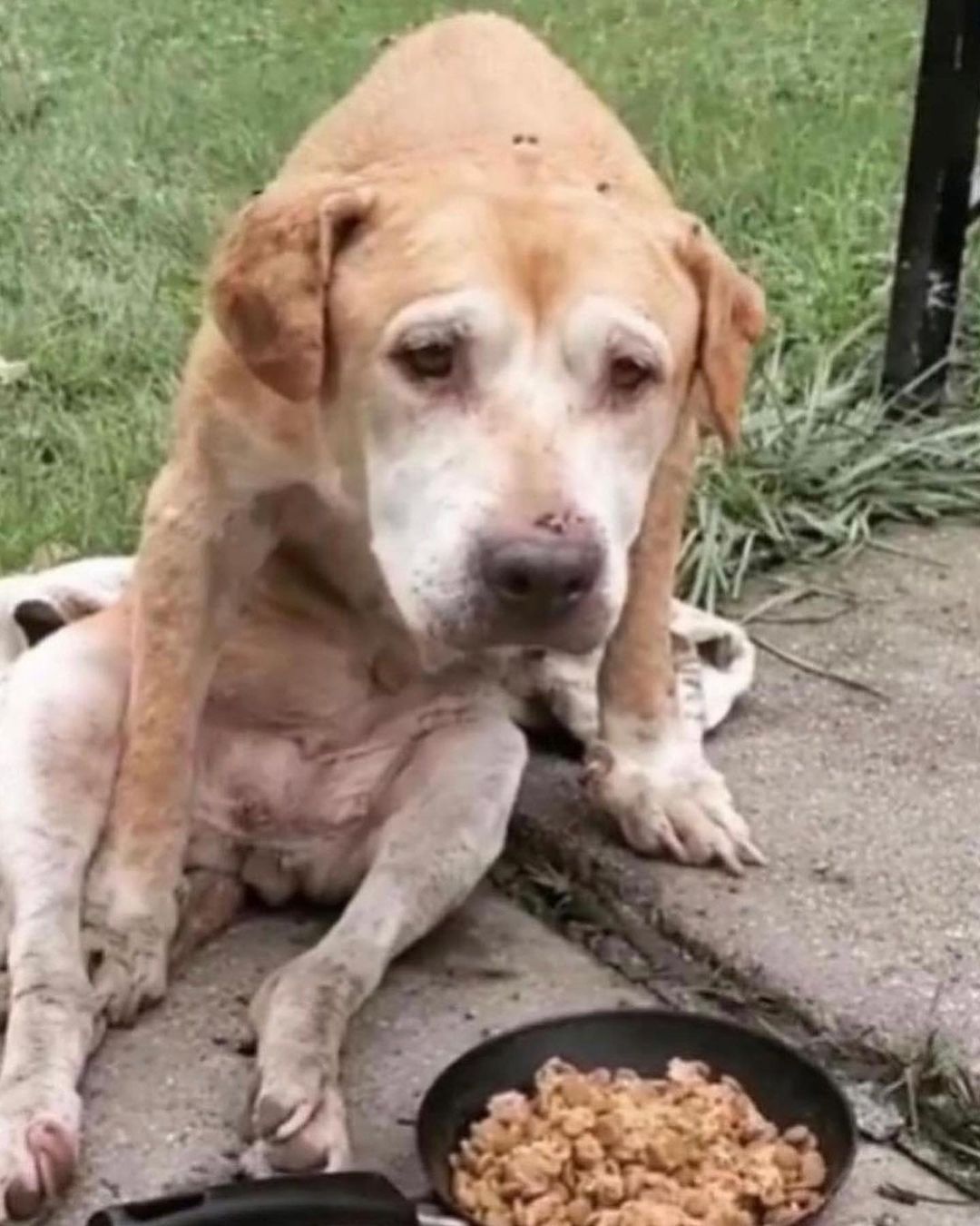 stray hungry dog