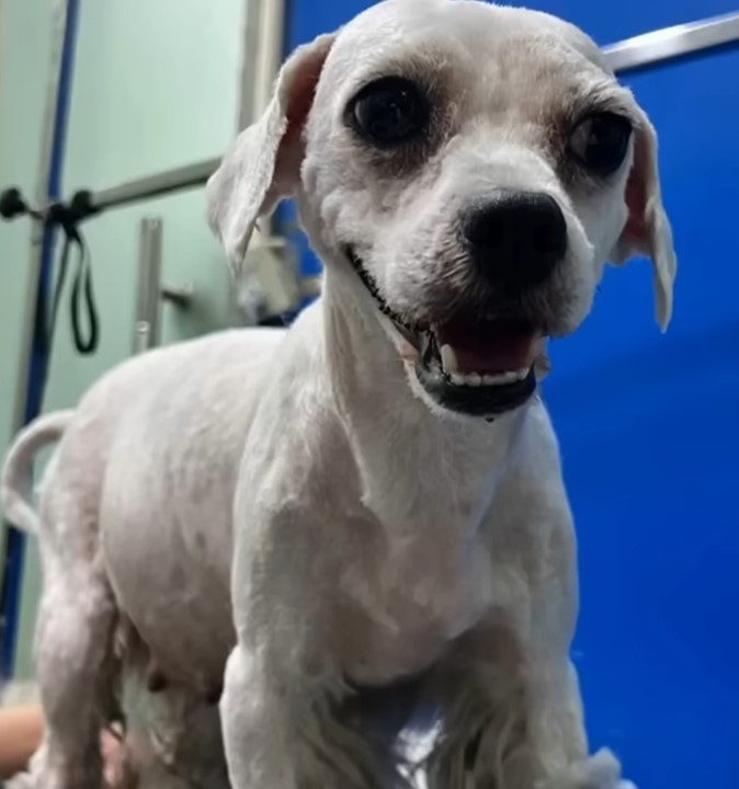 stray pup after a haircut