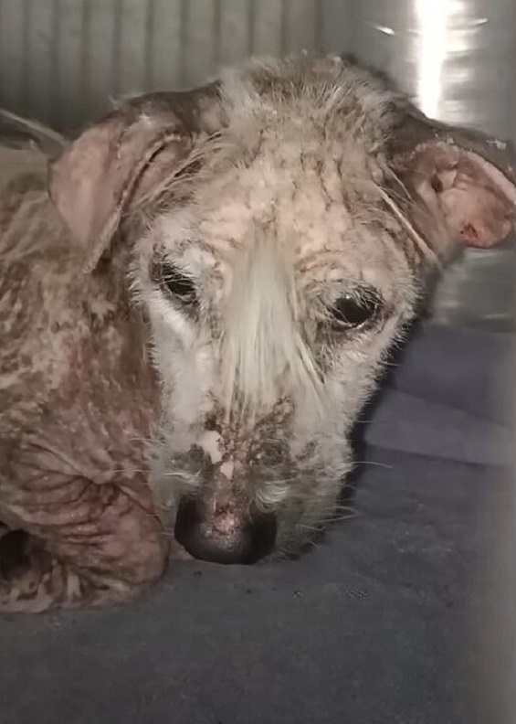 stray pup in bad condition