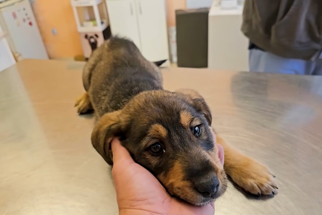 stray puppy at vets