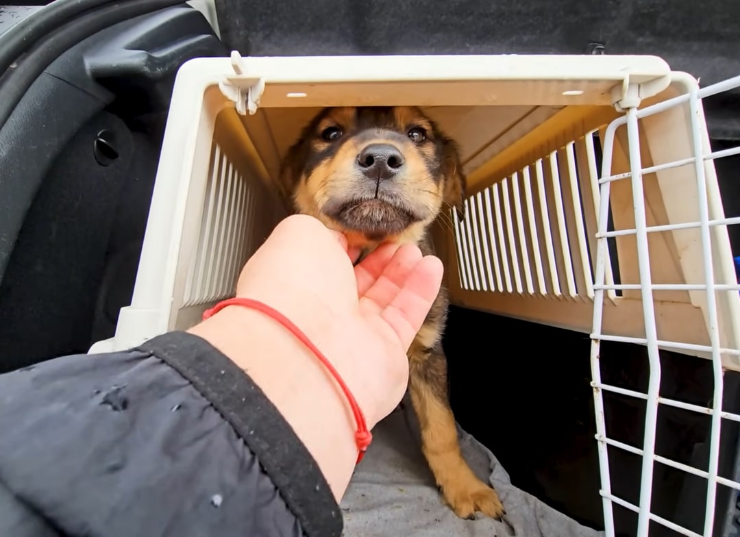 stray puppy in a box