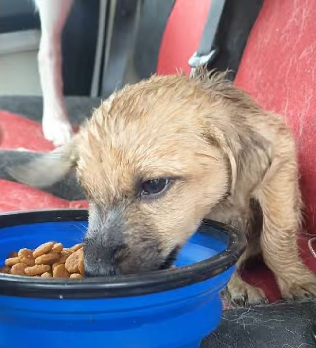 Wet stray dog eating