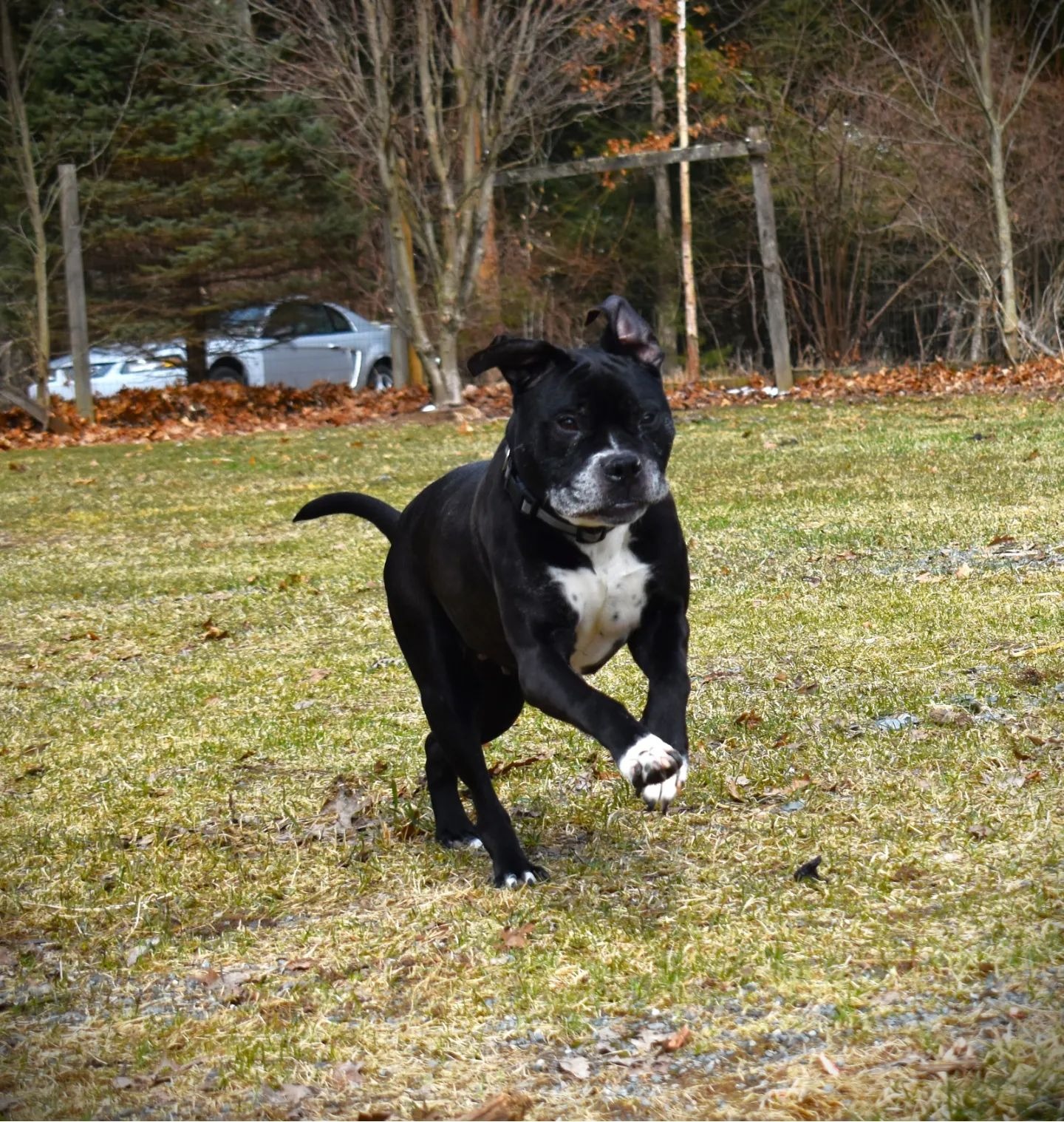 Strong dog running