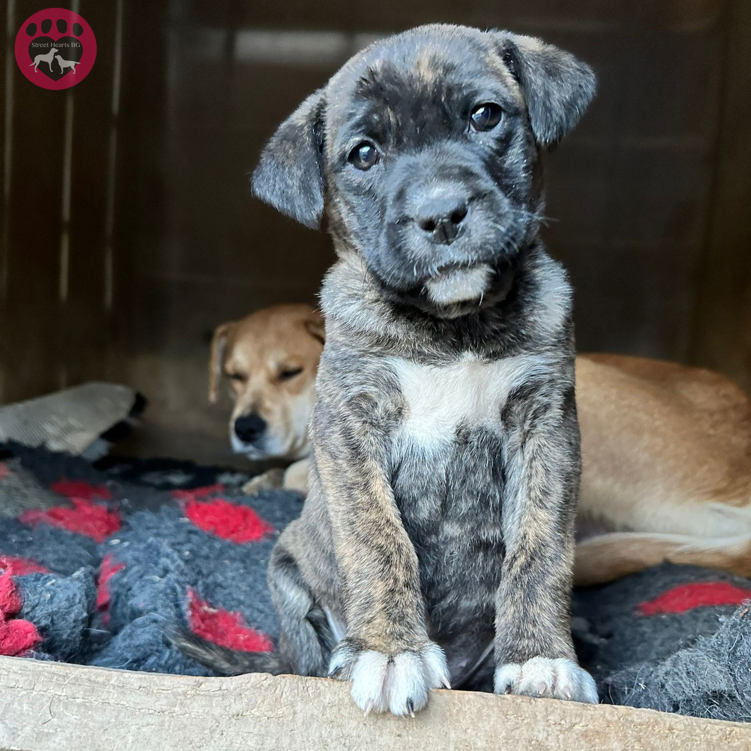 sweet black puppy sitting in front of mother