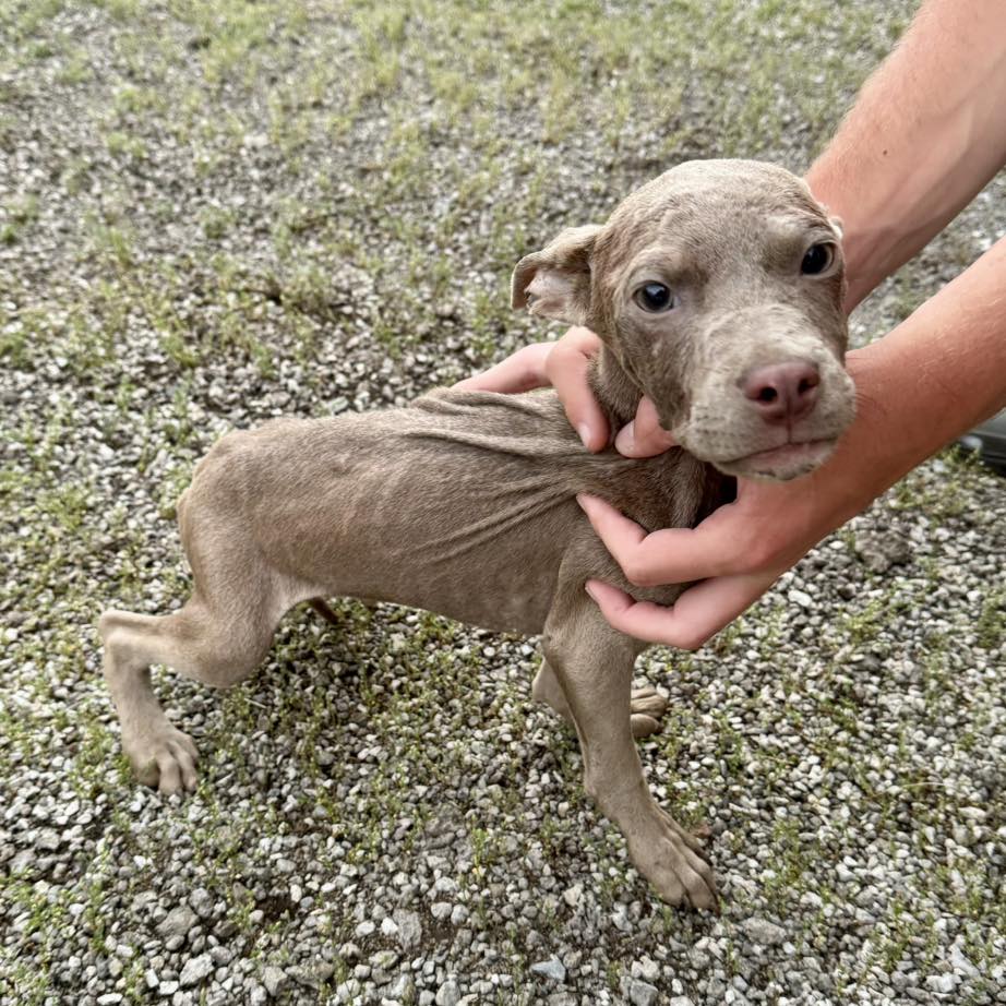 sweet brown puppy