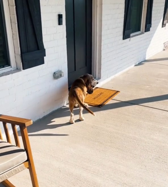 sweet dog standing outside