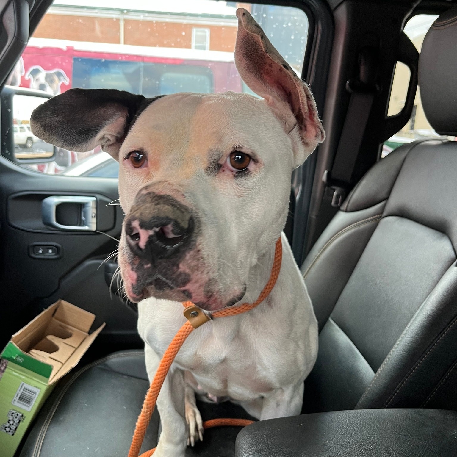 sweet white dog in car