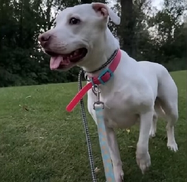 sweet white dog standing outside