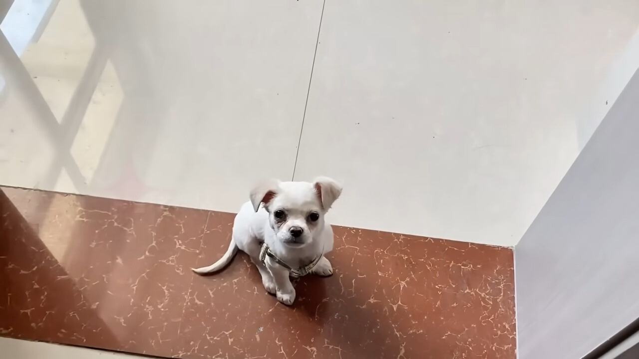 sweet white puppy sitting