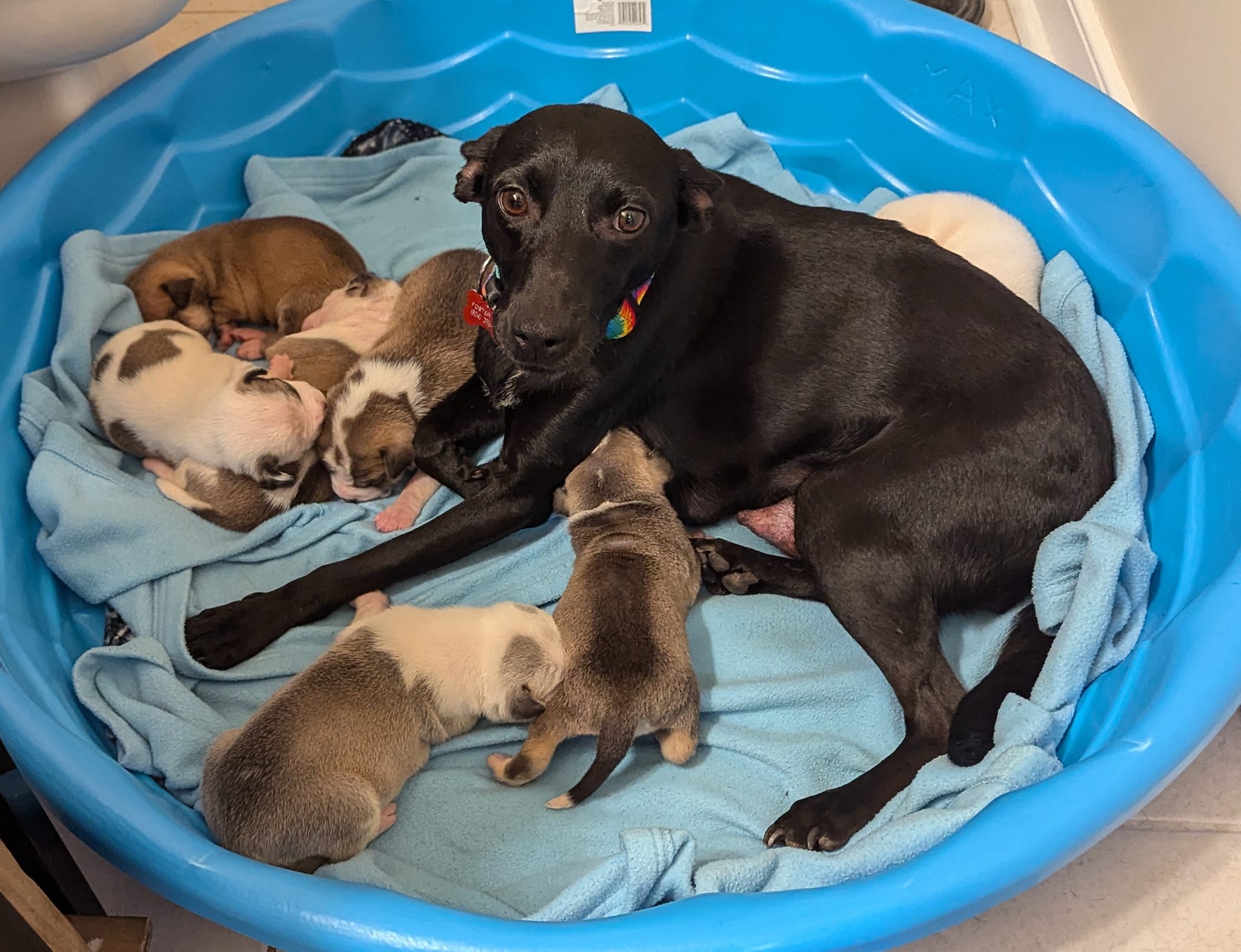 the dog lies next to the sleeping puppies