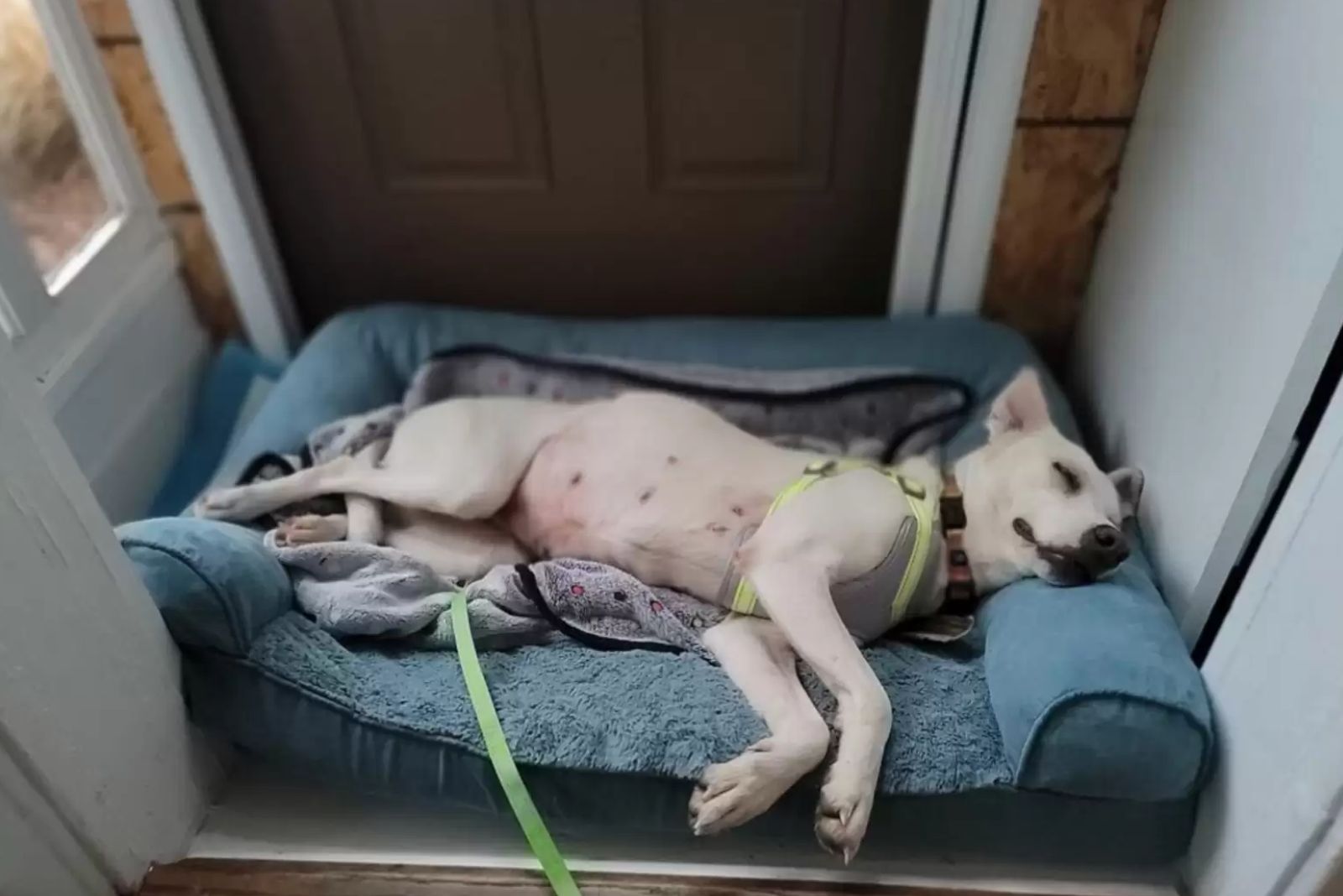 the dog lies on his pillow and sleeps