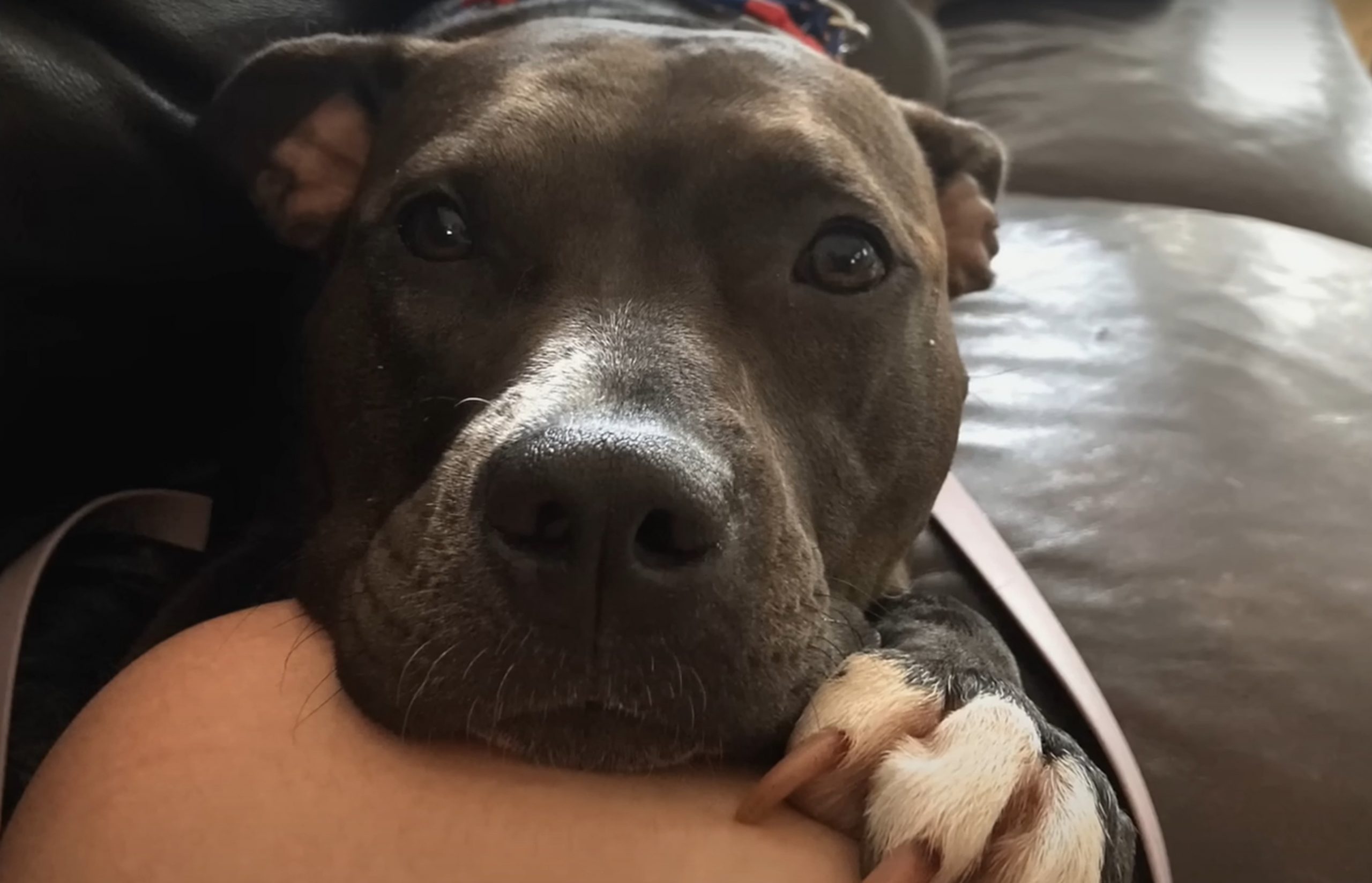 the dog lies on the stomach of the owner