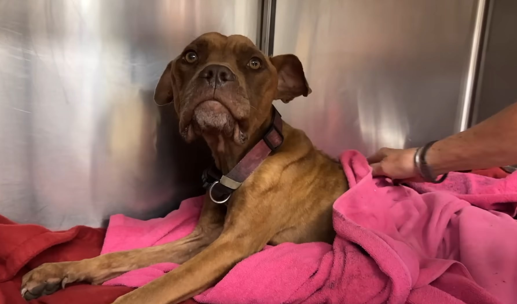 the dog lies wrapped in a pink blanket and looks at the camera