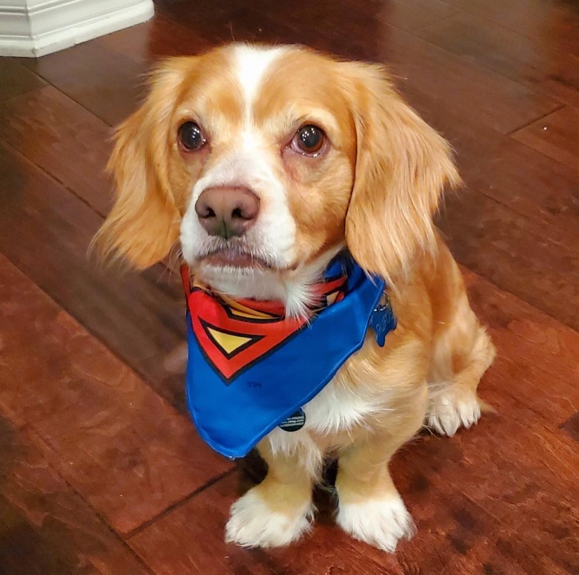 the dog sits on the floor with a scarf around its neck and looks at the camera