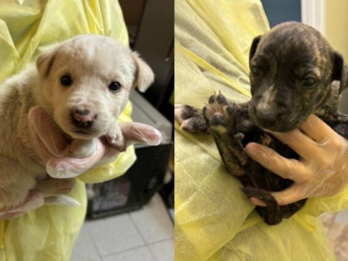 the vet is holding a black and white puppy in his hand