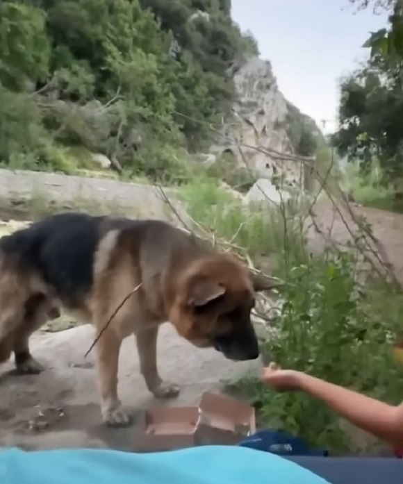 the woman offers food to the rescued dog