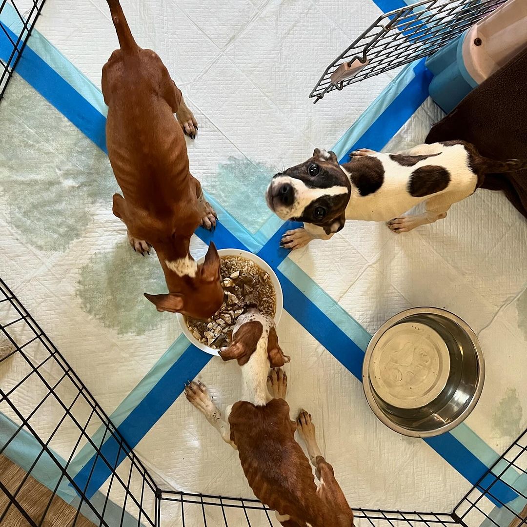 three abandoned dogs eating