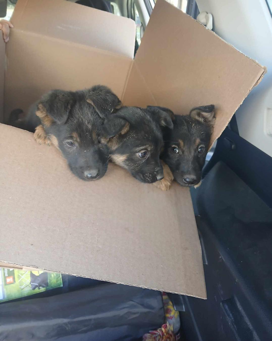 three cute puppies in a cardboard box