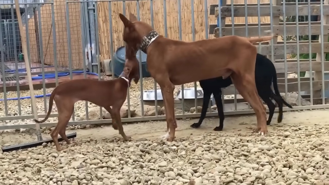 three dogs by the fence