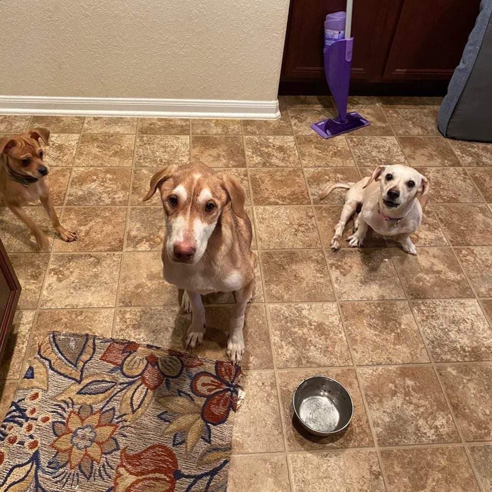 three dogs in house