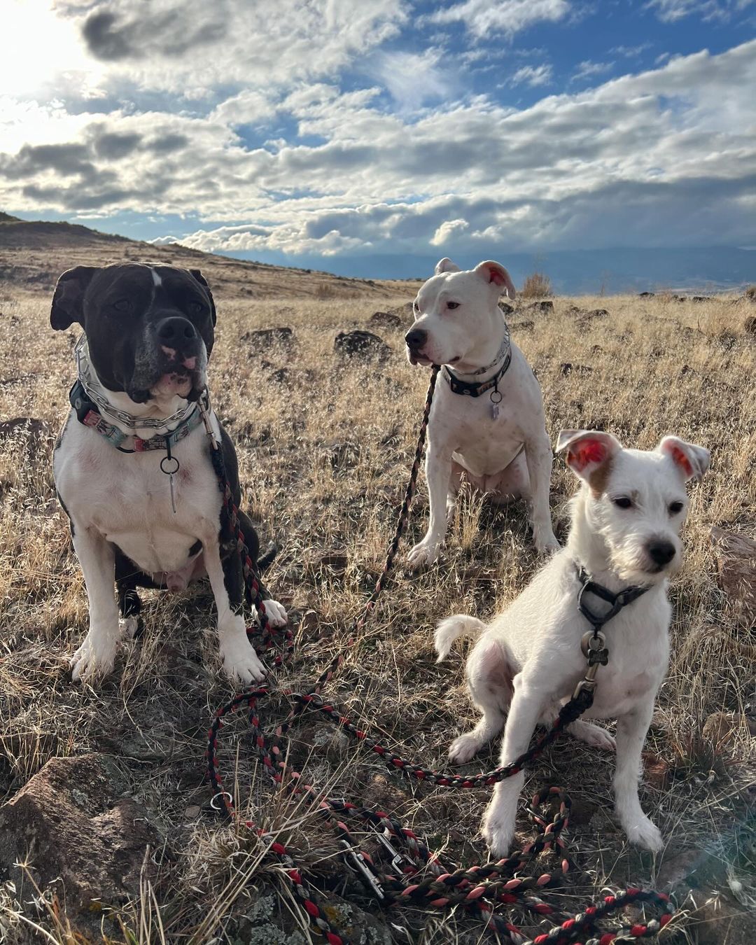 Three dogs on a hill