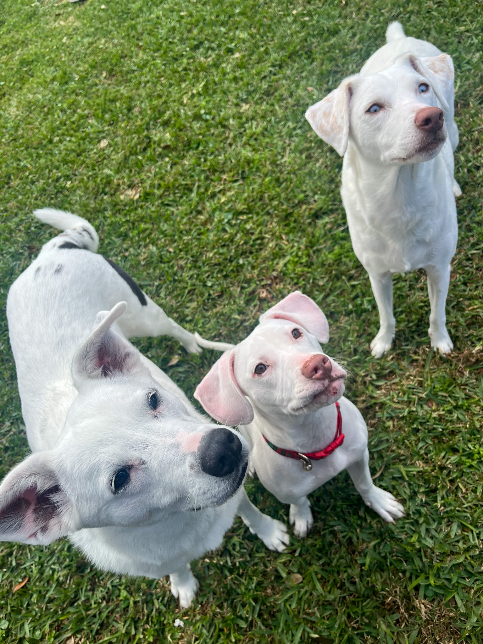 three dogs on the grass looking up