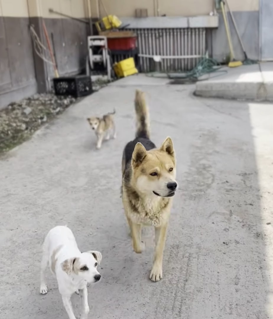 three dogs walking