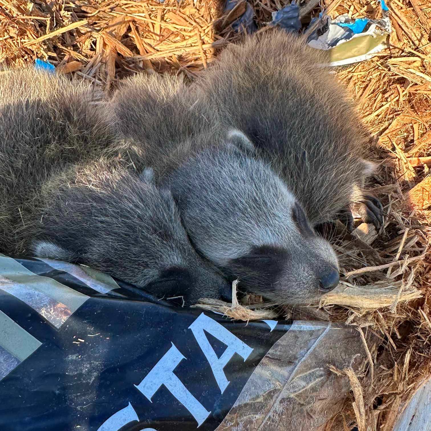 three little puppies are lying on the mulch