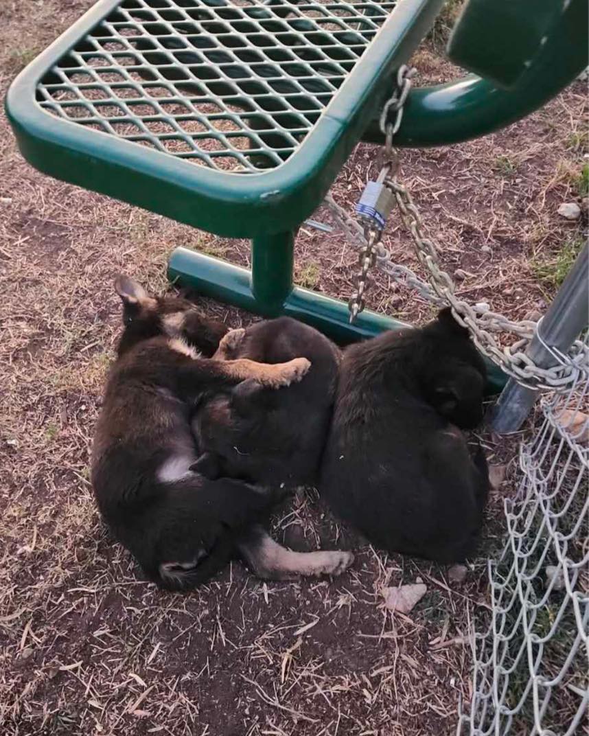 three puppies are lying on the ground