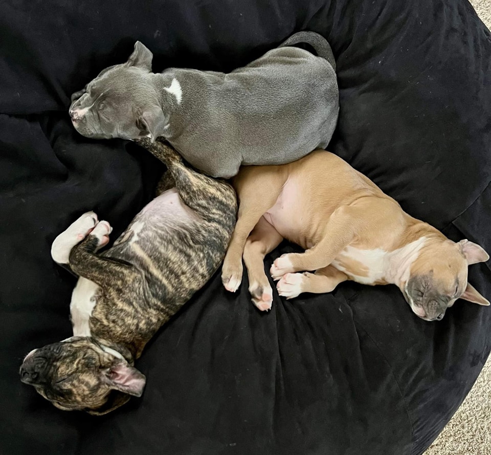 three puppies sleeping