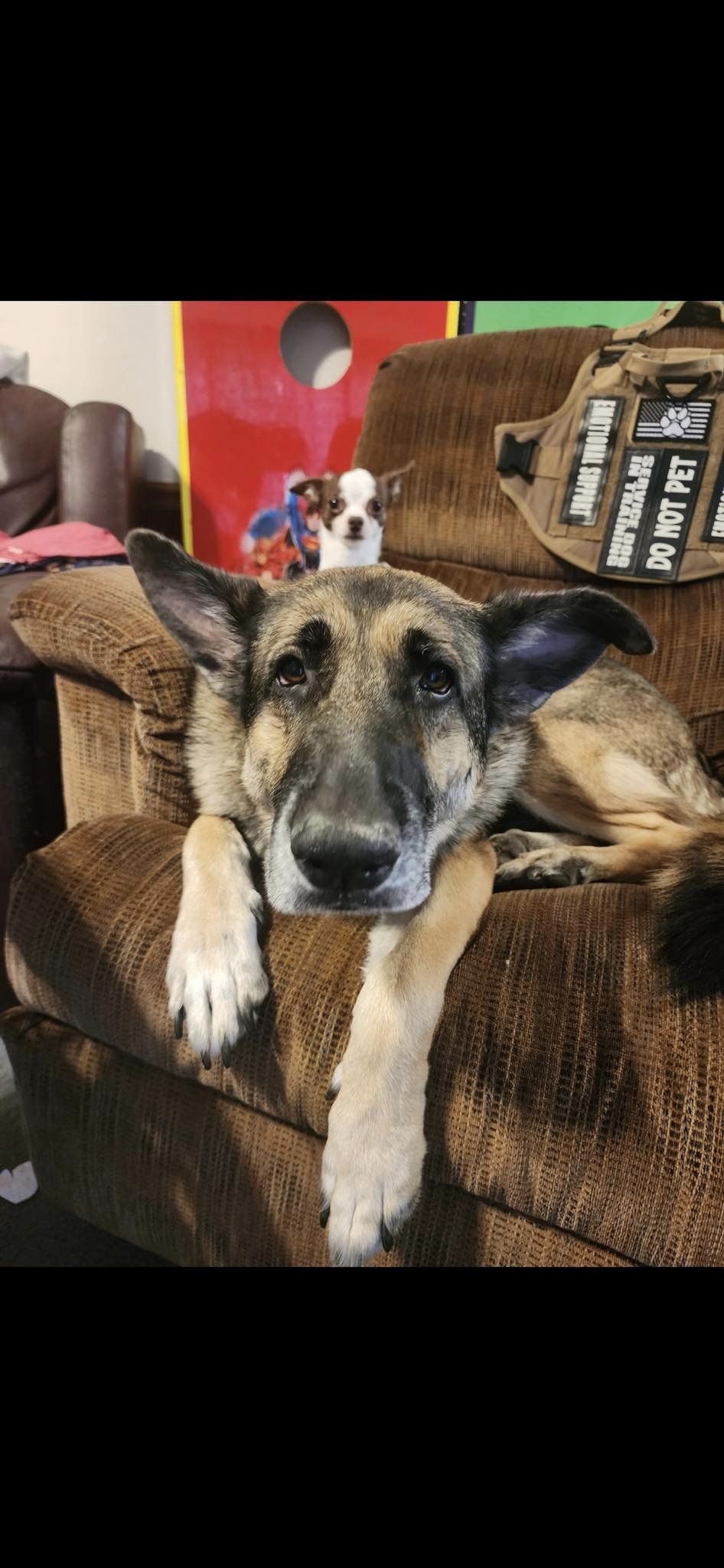 tiny puppy on the german shepherd's head sitting