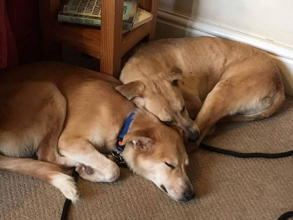 twin dogs sleeping