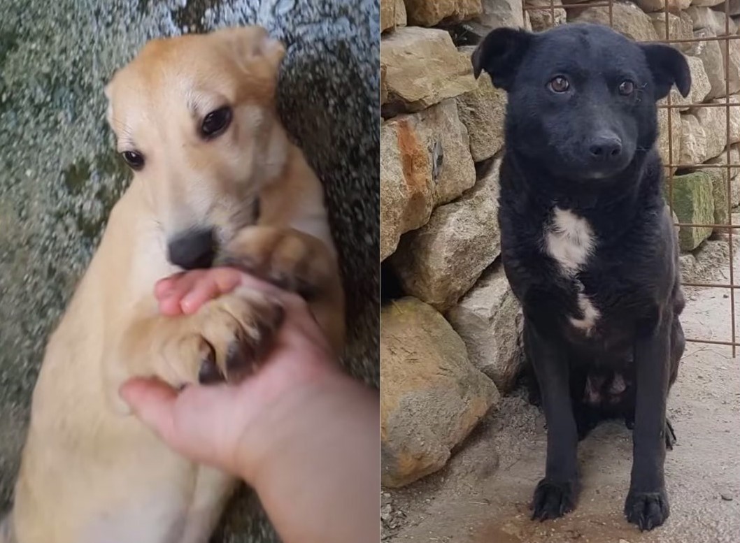 two adult and cute dogs