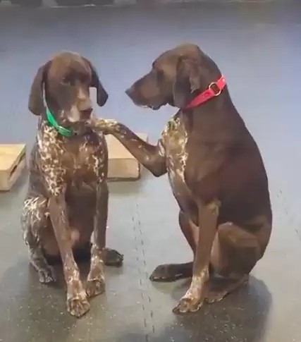 two brown dog sitting next to each other