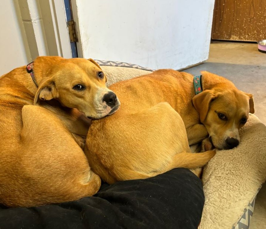 two brown dogs are lying next to each other on the bed