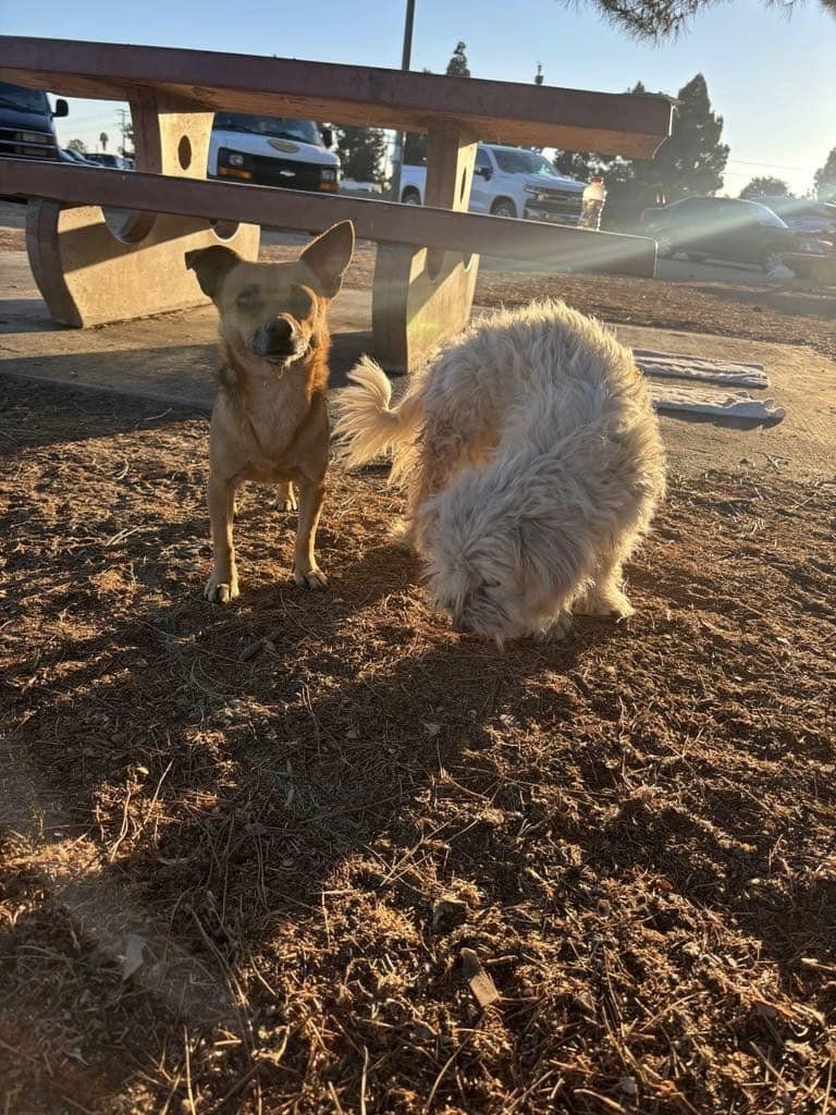 two cute dogs posing for picture