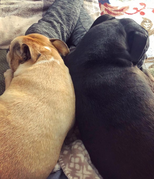 two dogs are lying on the owner's legs