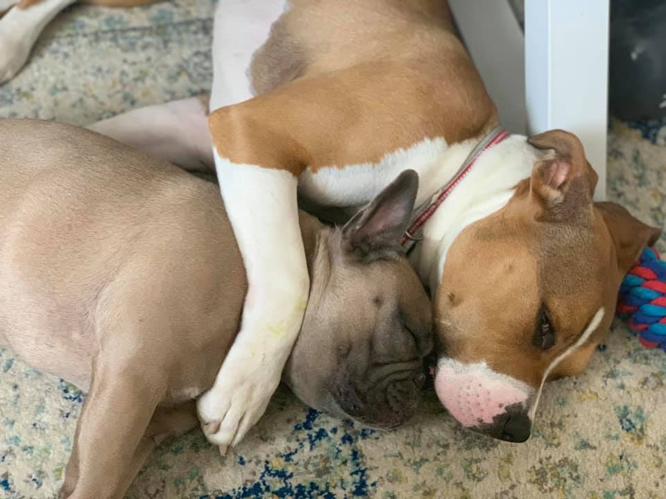 two dogs hugging