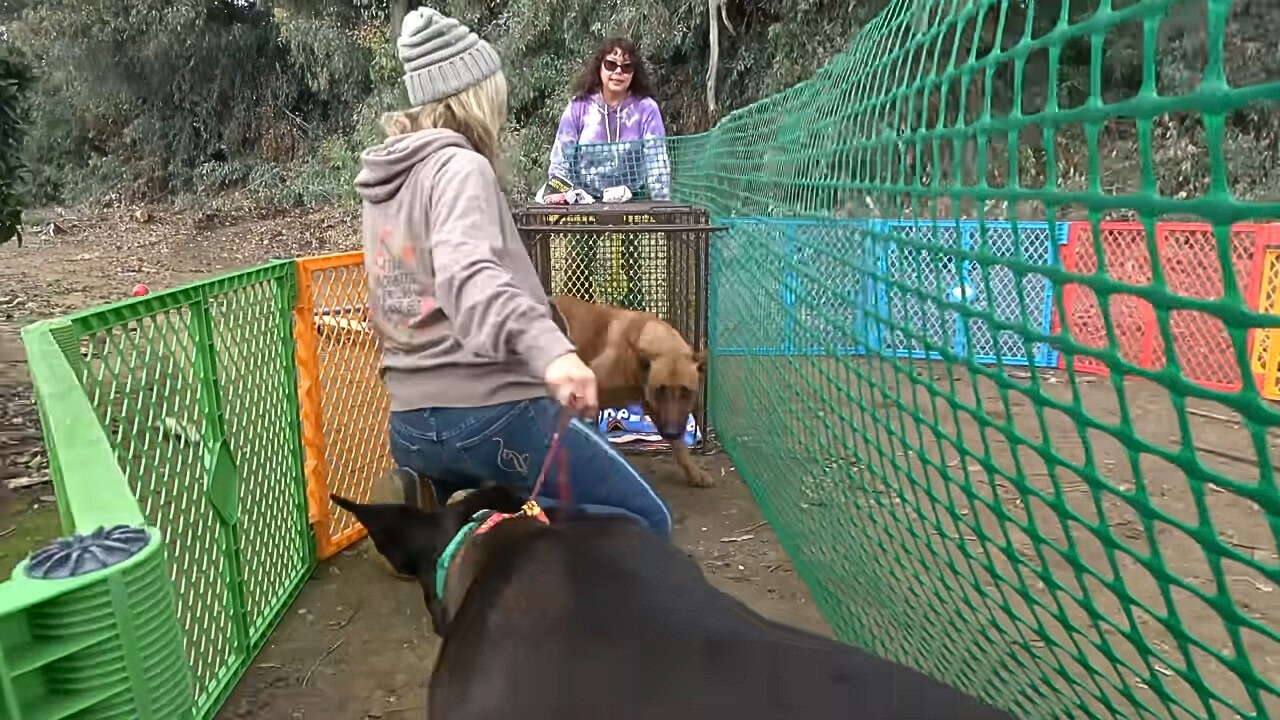 two dogs in a cage