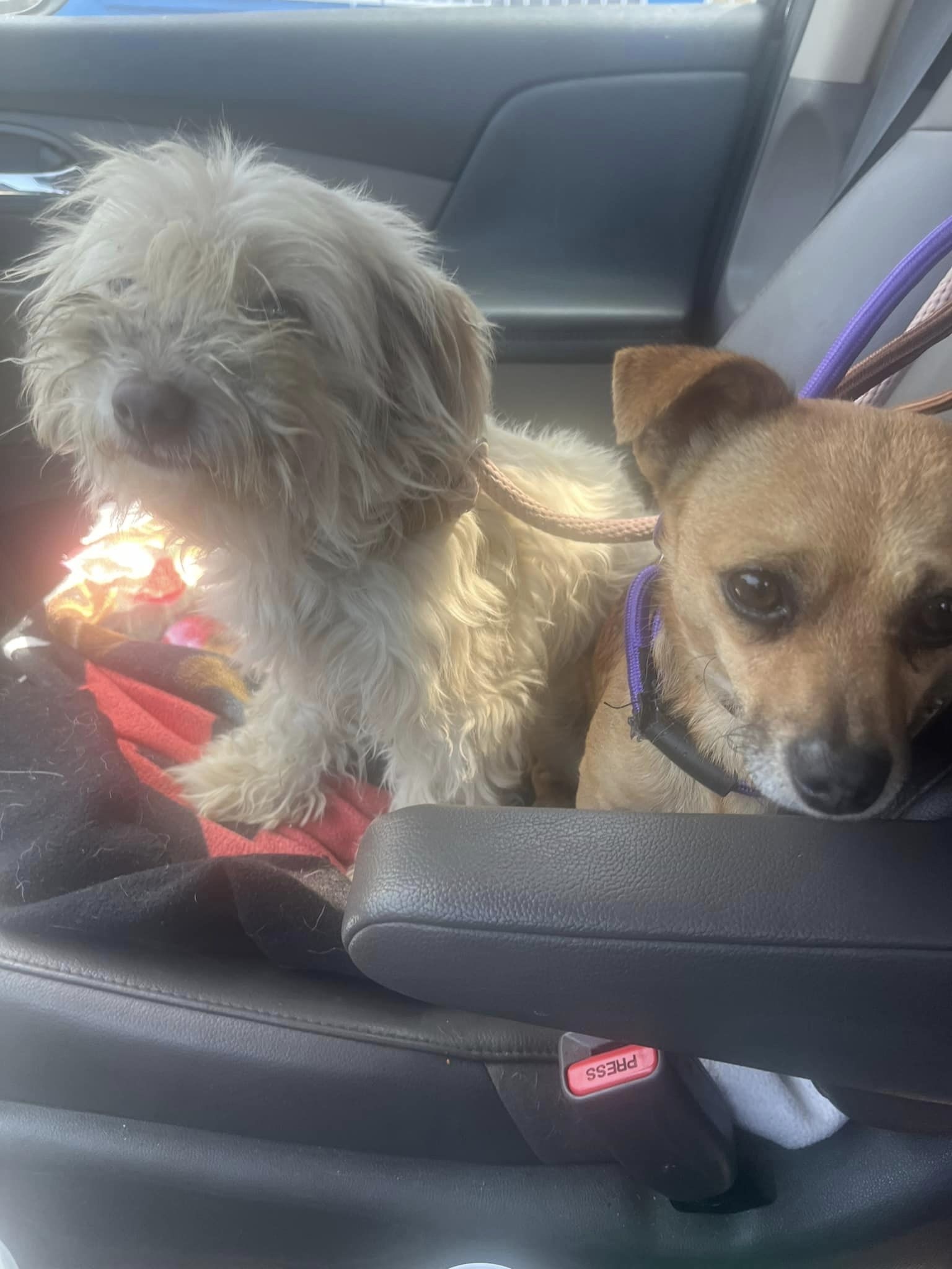 two dogs in a car