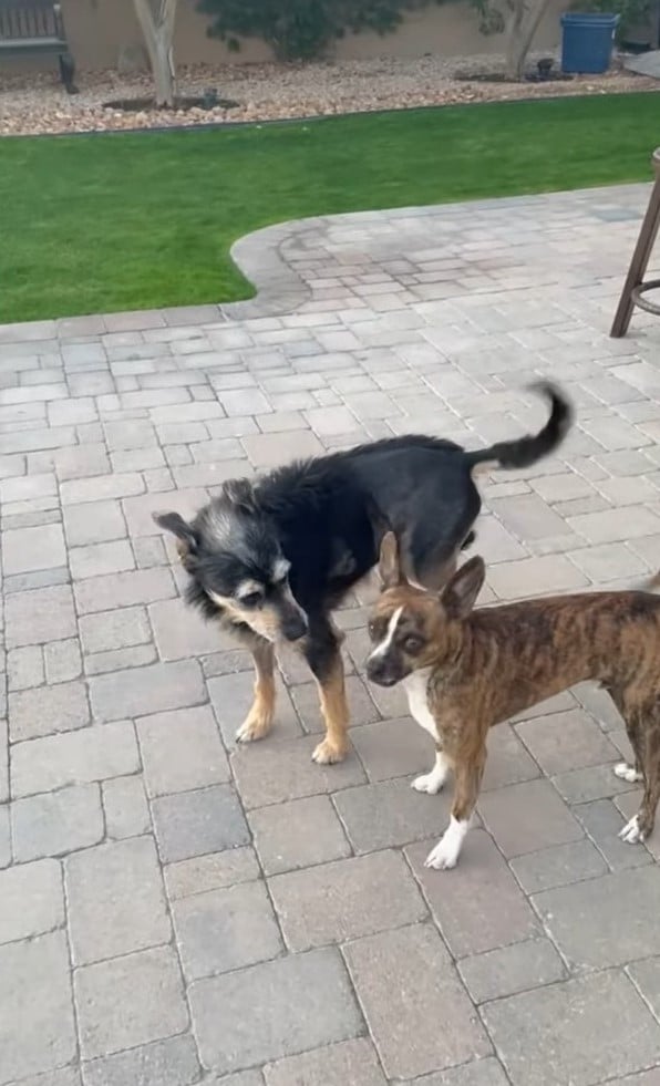 two dogs in back yard