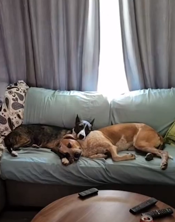 two dogs laying together