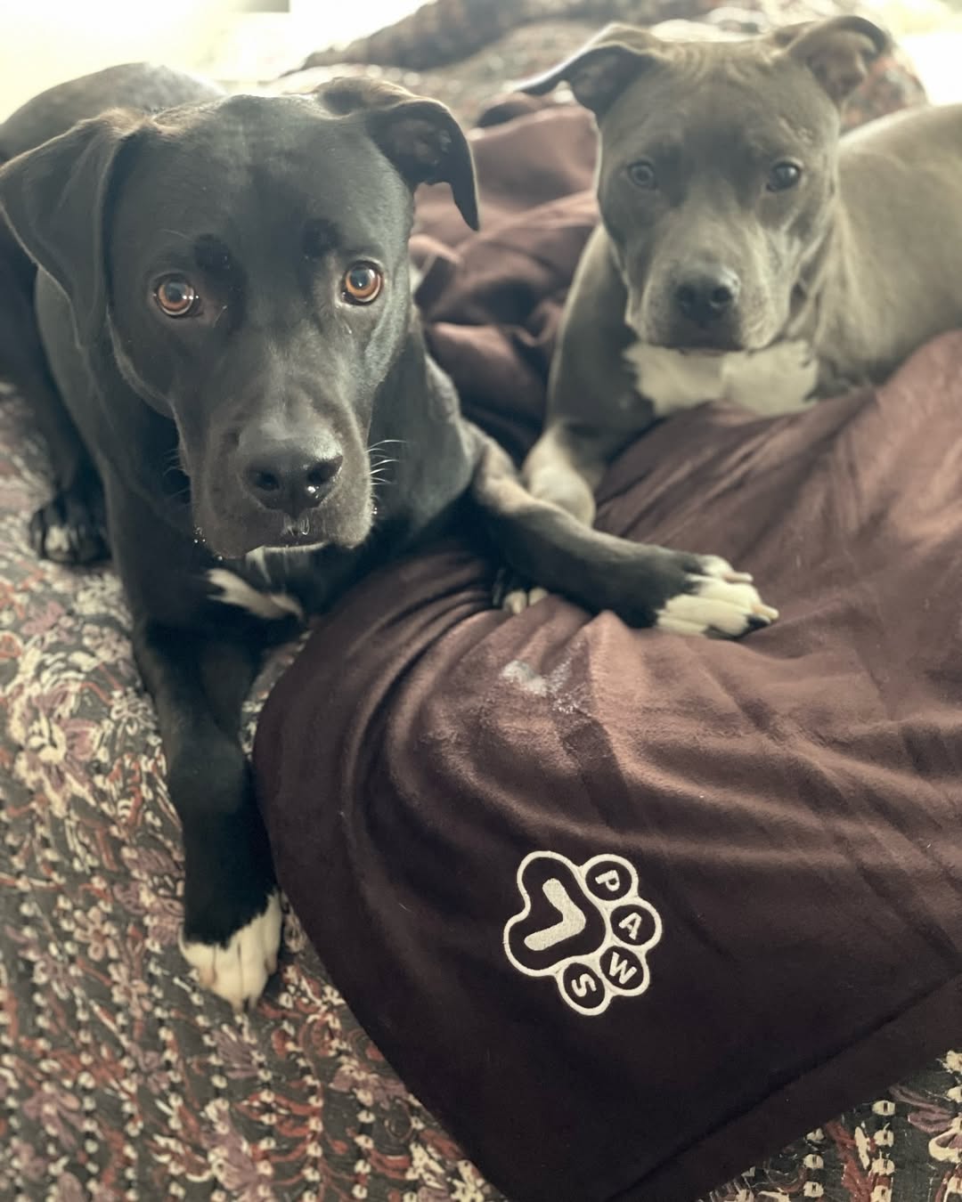 two dogs lying still on bed