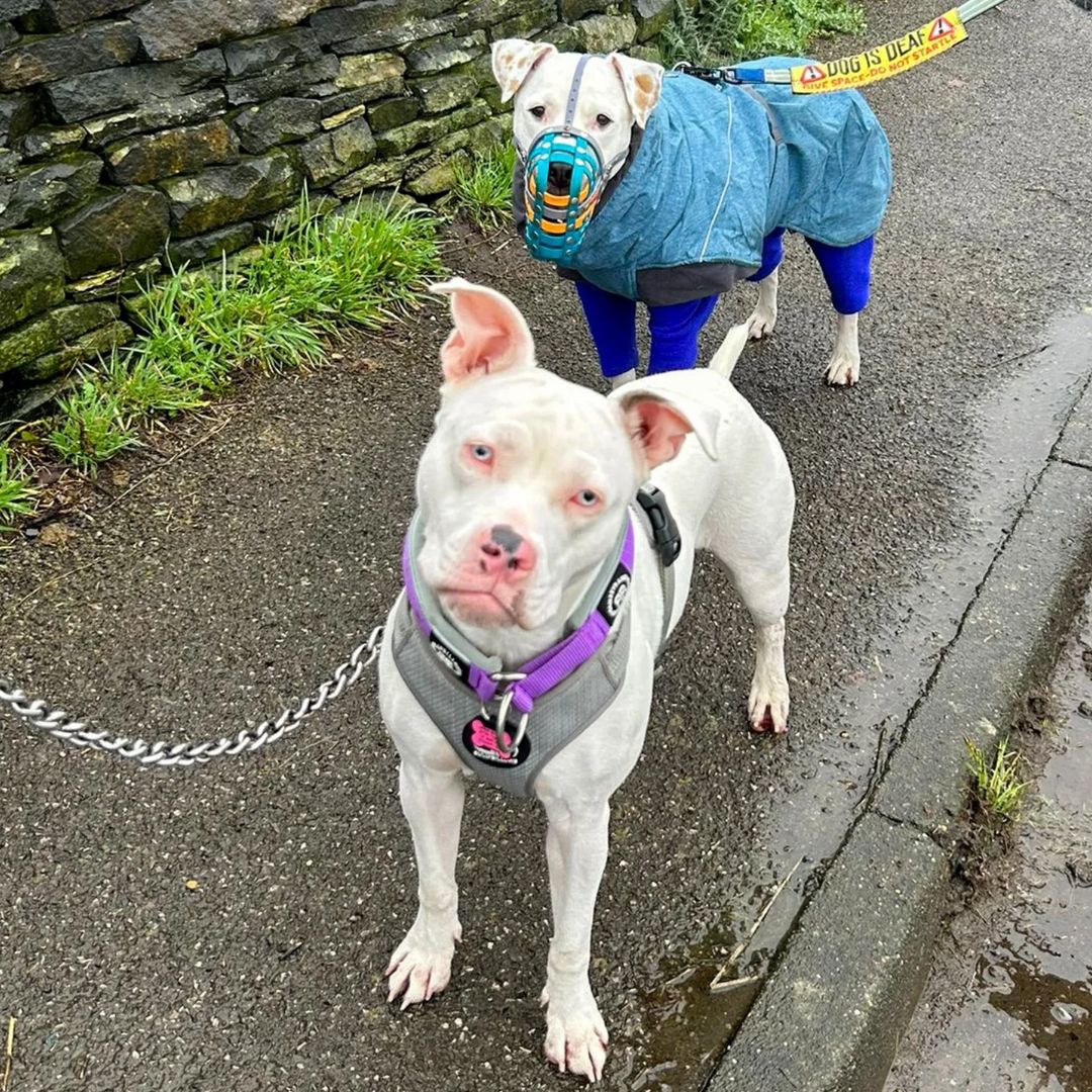 two dogs on a sidewalk