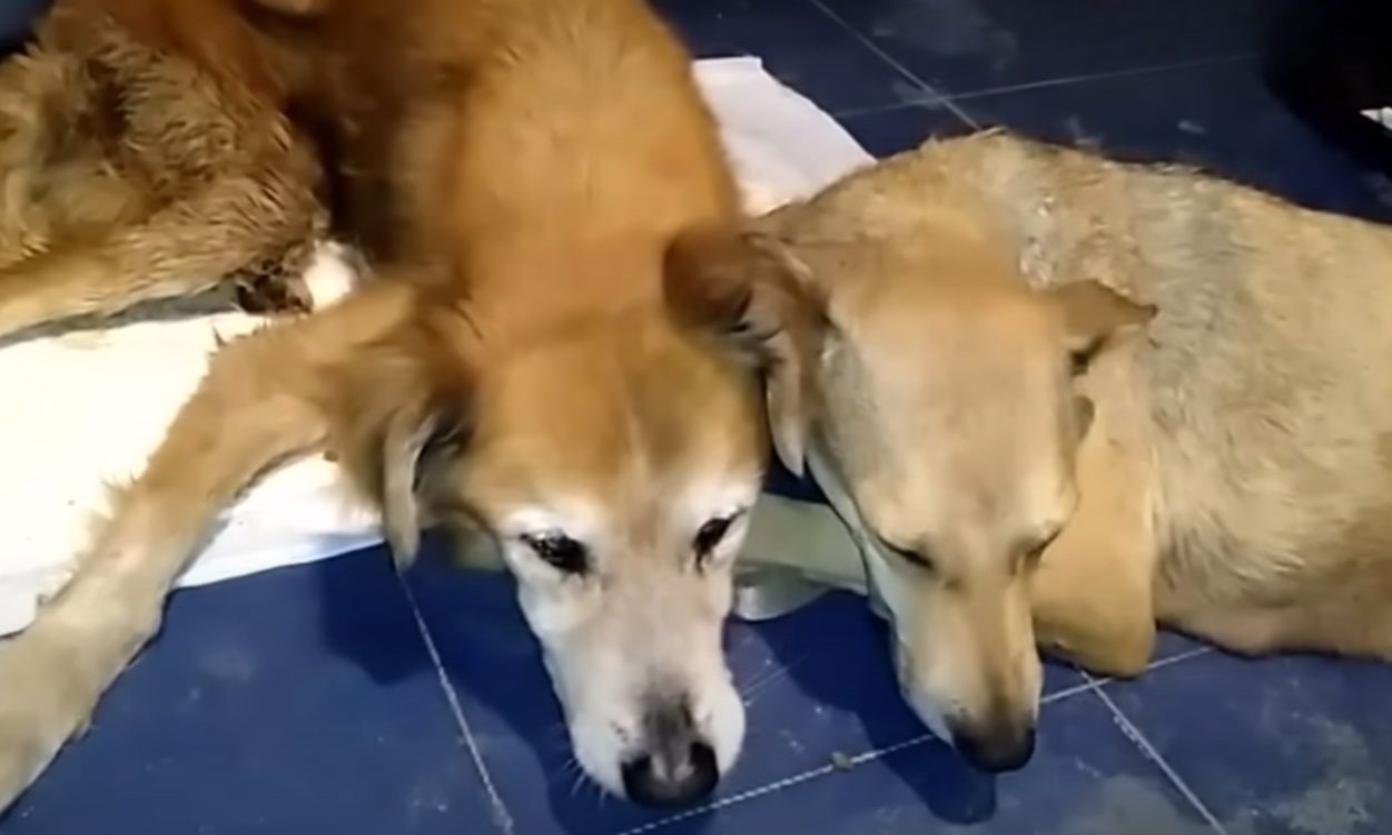 two dogs on floor