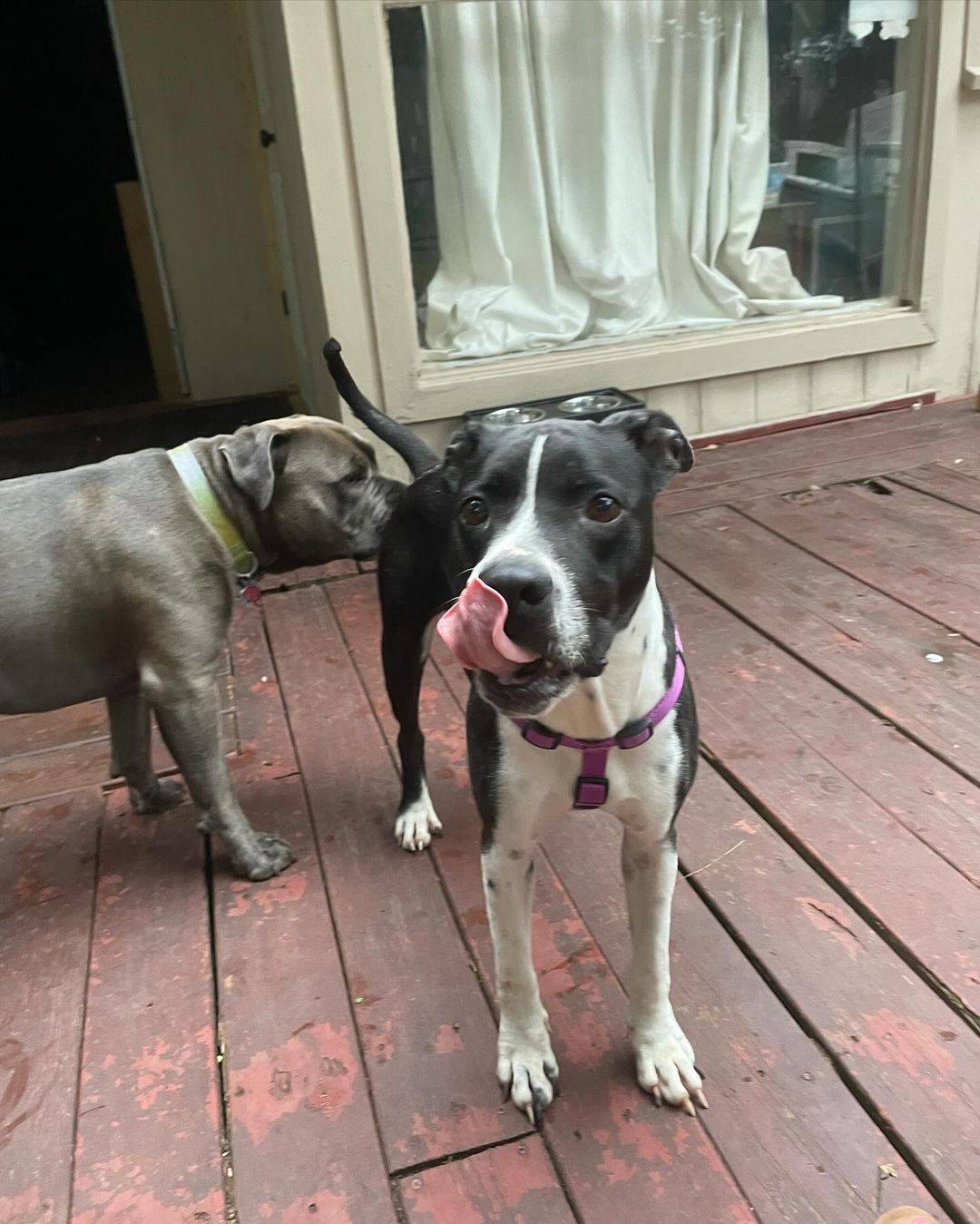 two dogs playing together