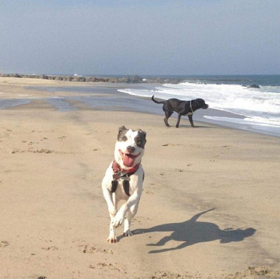 two dogs running on the beach