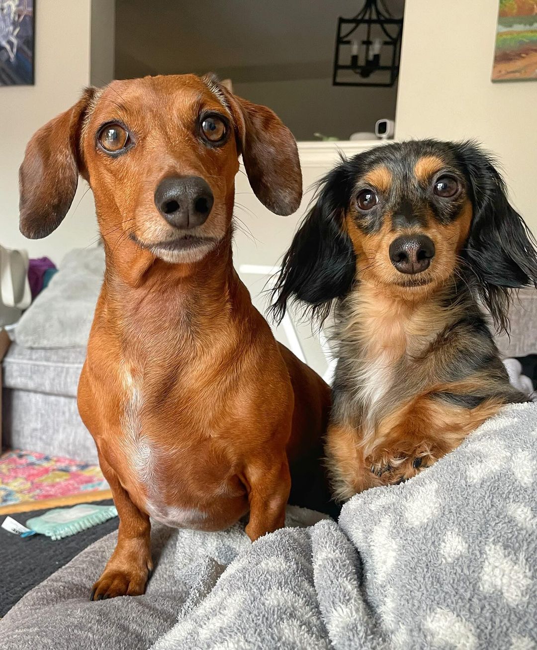 two dogs sitting on couch