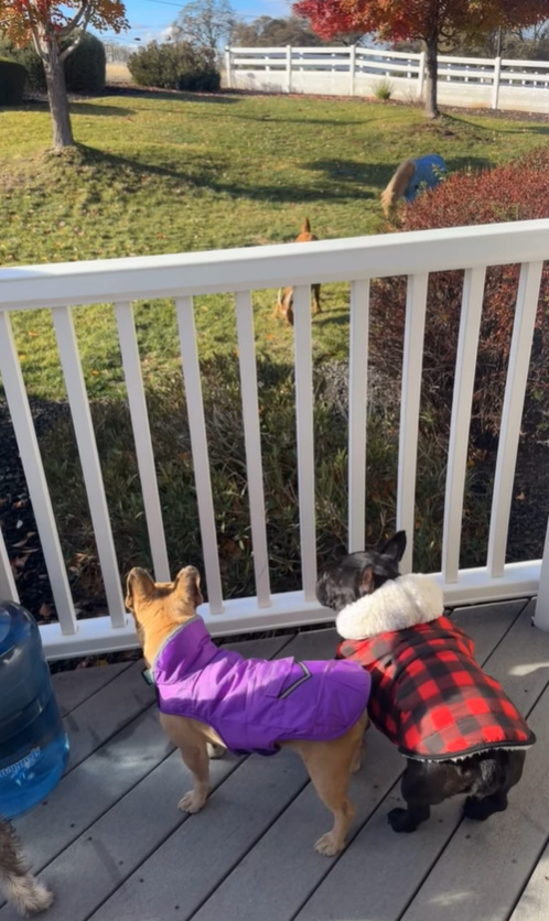 two dogs standing on the deck