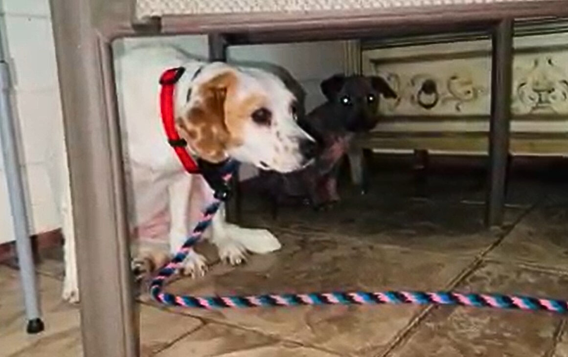 two dogs under table